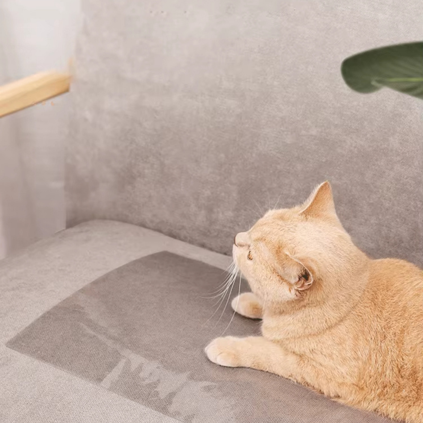Sofa protectors